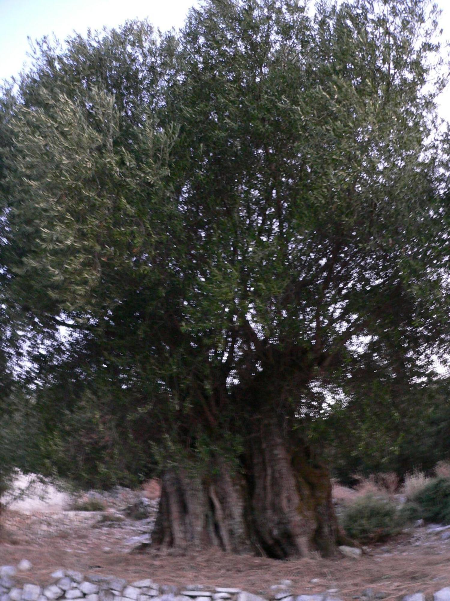 Evangelia أيّا إفيميا المظهر الخارجي الصورة